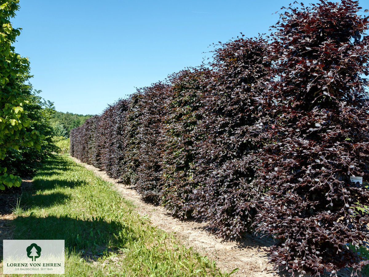 Fagus sylvatica purpurea | Baumschule LvE