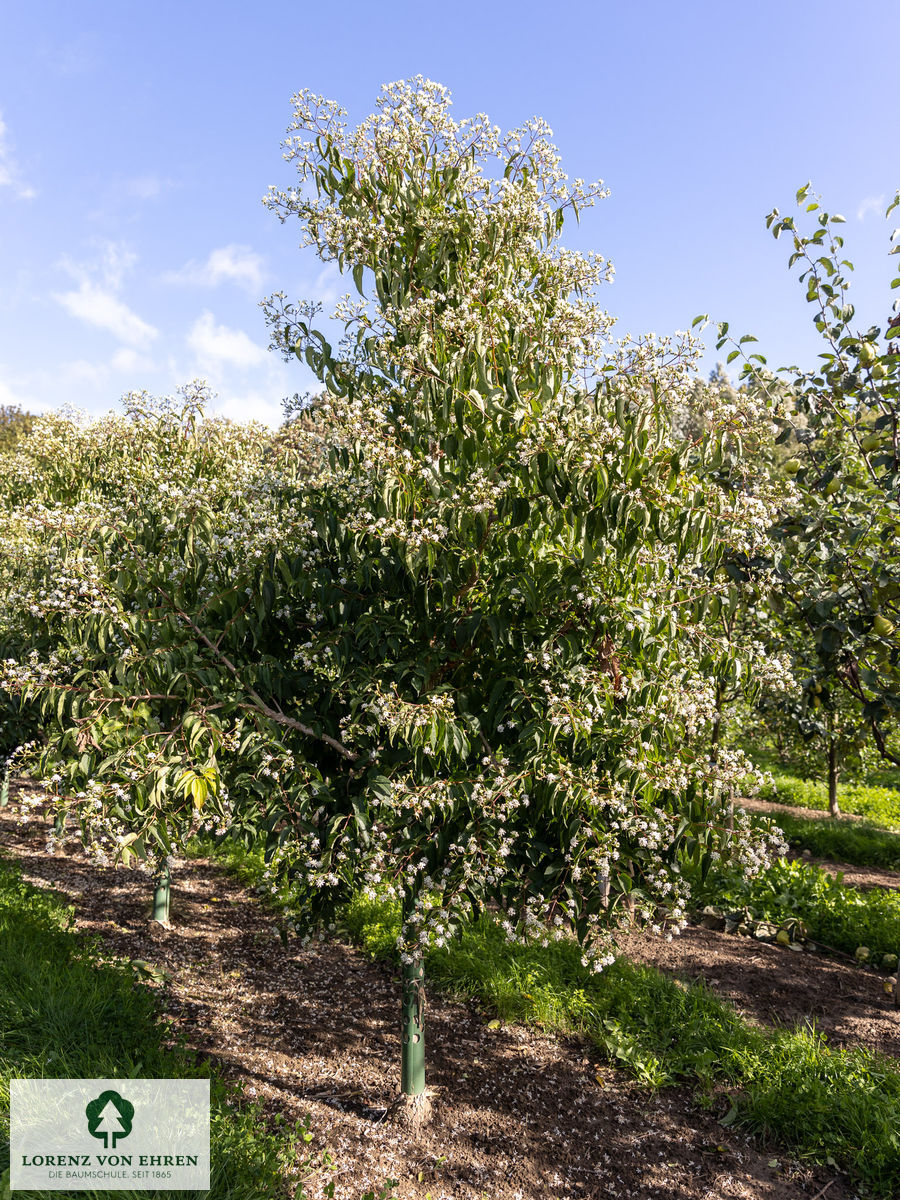 Heptacodium miconioides