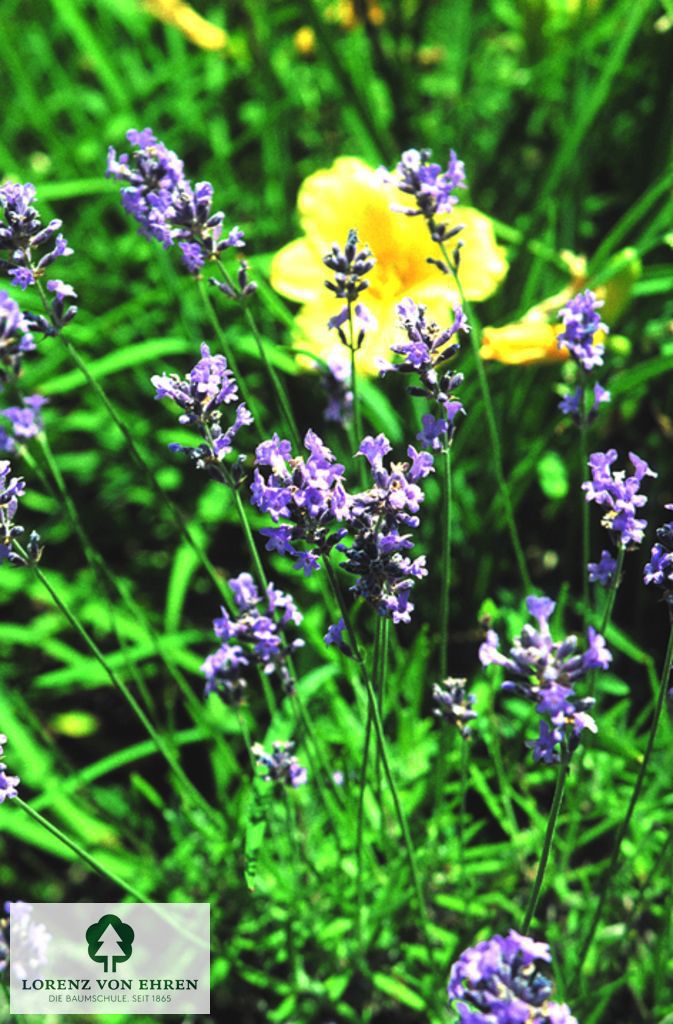 Lavandula angustifolia 'Hidcote'