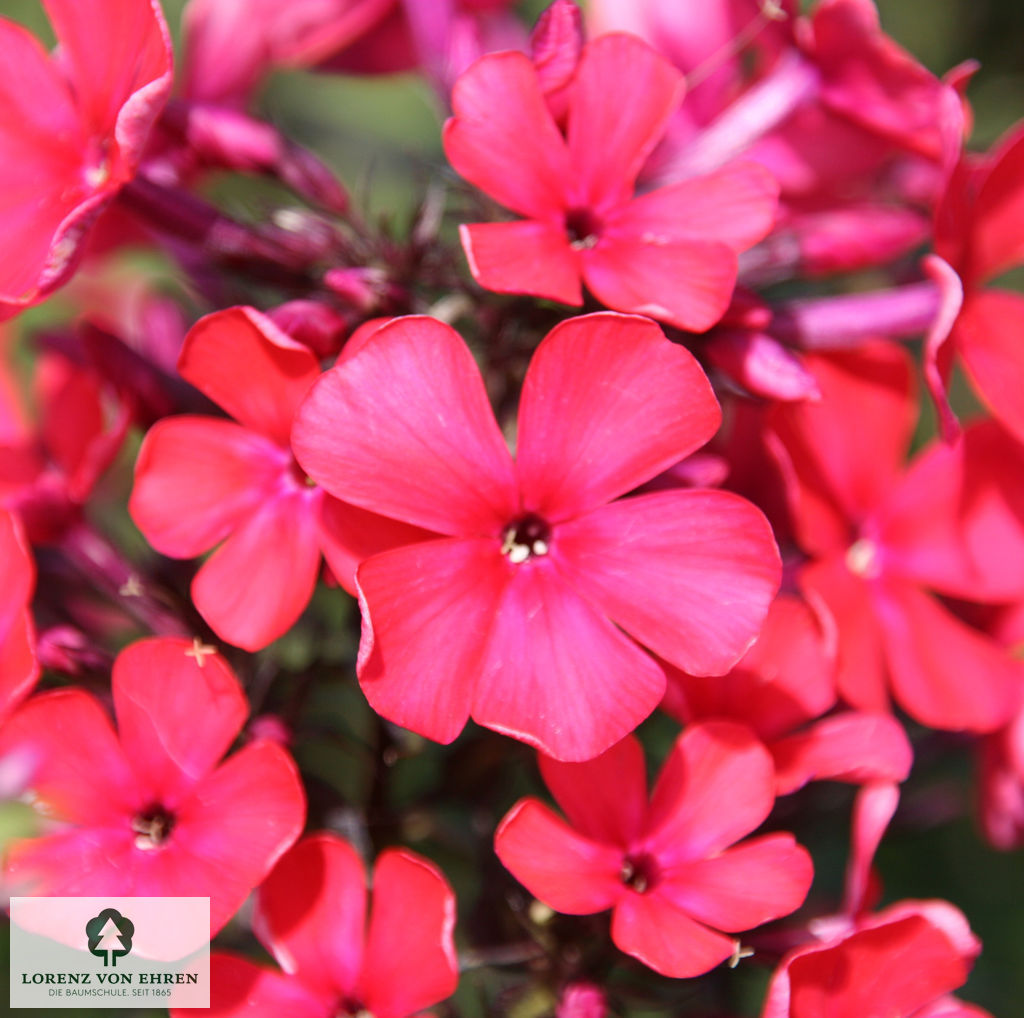 Phlox Paniculata-Hybriden 'Starfire'