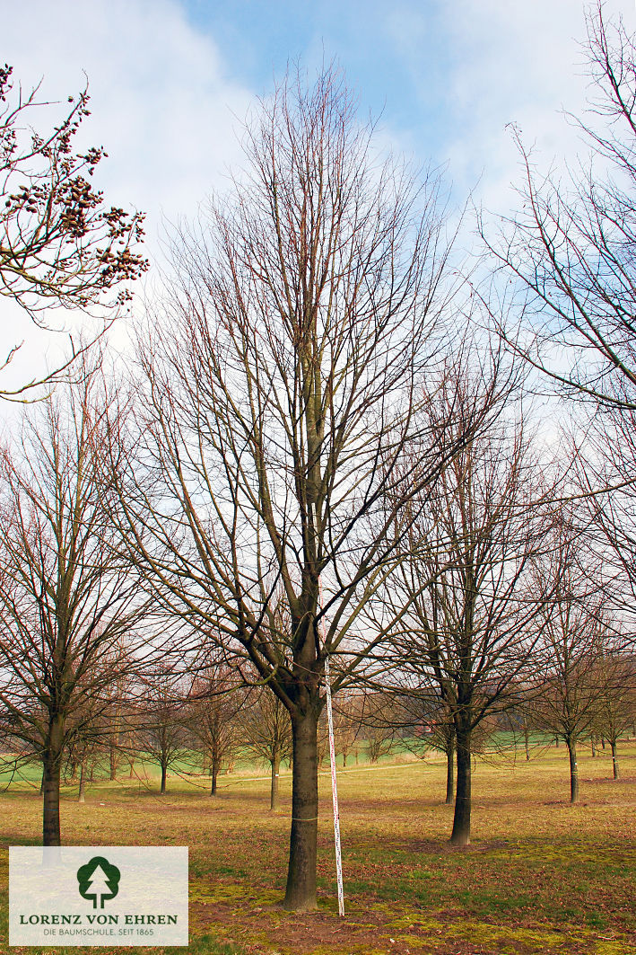 Tilia cordata 'Erecta'