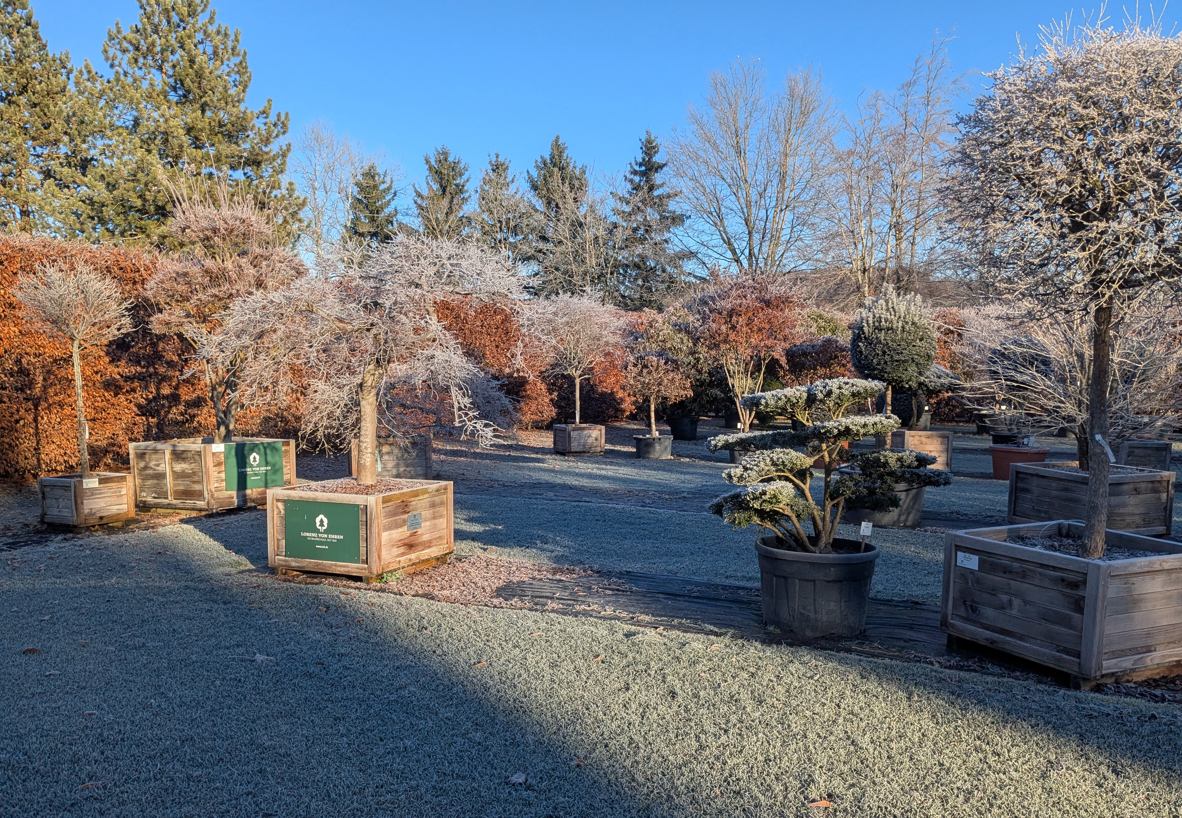 Bäume in großen Pflanzgefäßen