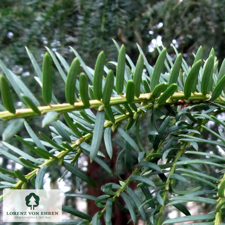 Taxus baccata 'Dovastoniana'