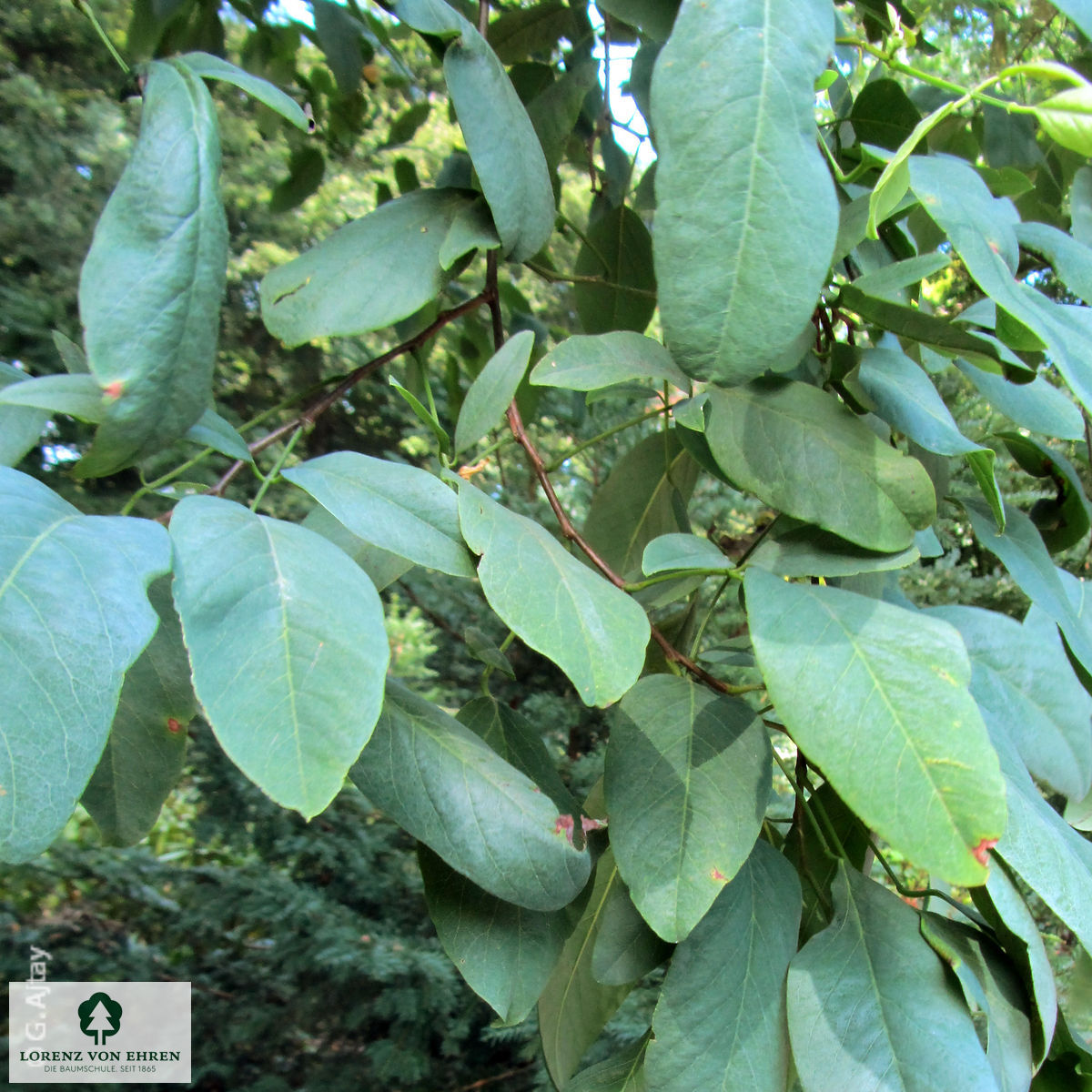 Robinia pseudoacacia 'Unifolia'