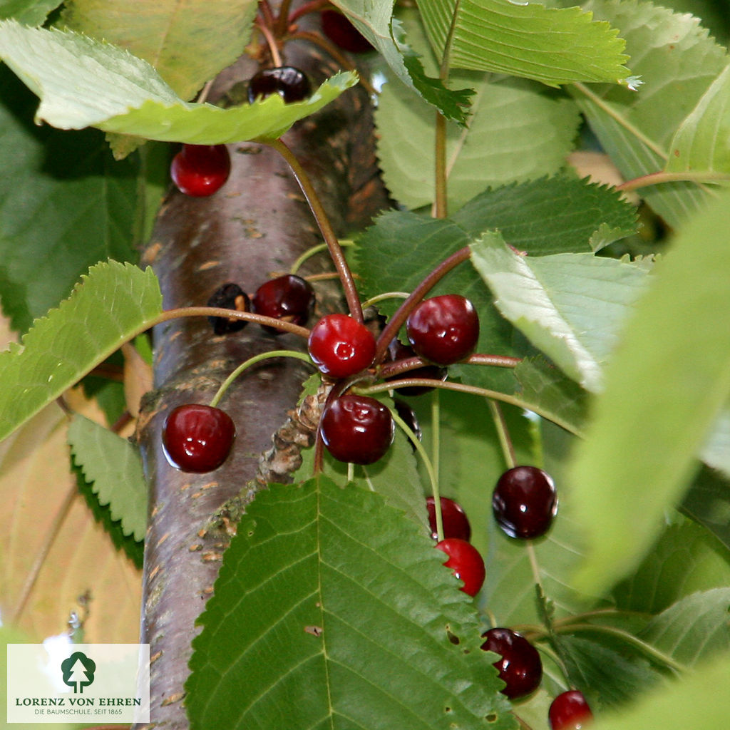 Prunus avium