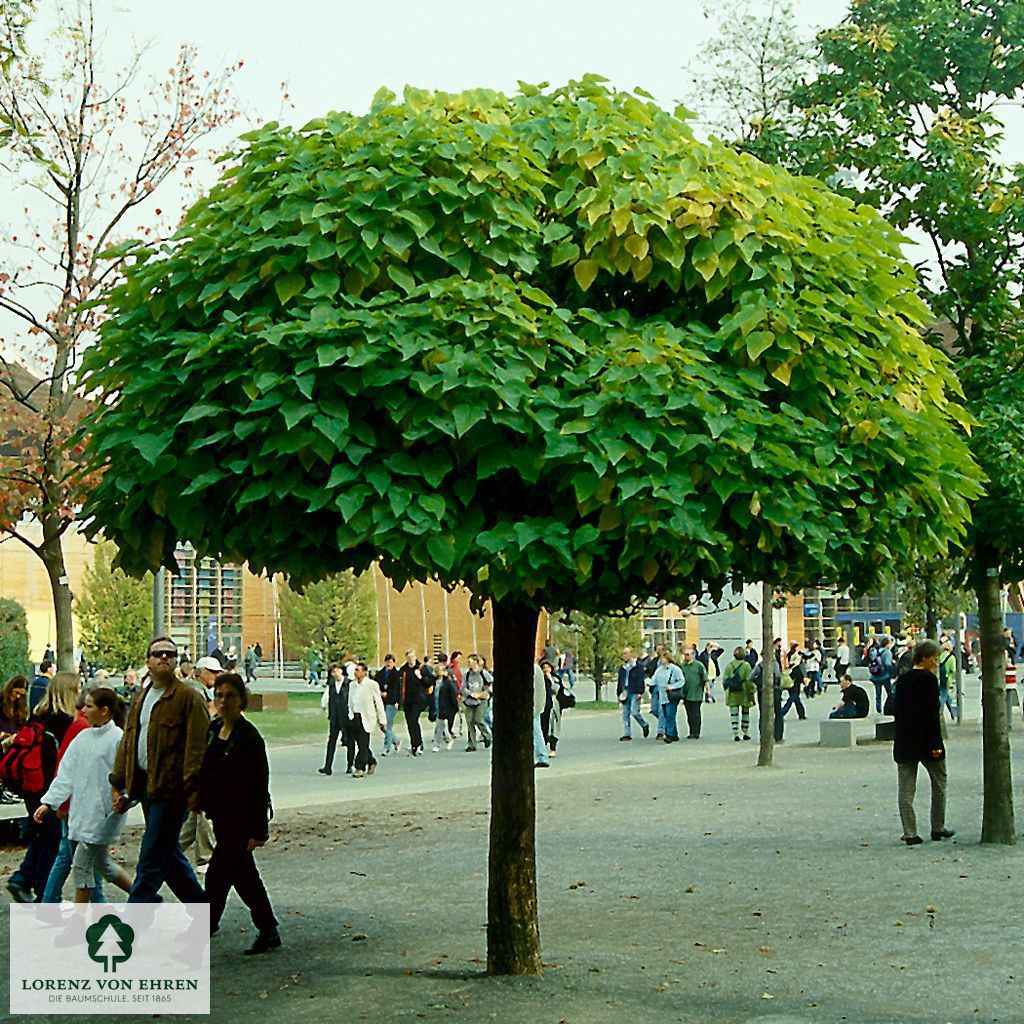 Catalpa bignonioides 'Nana'