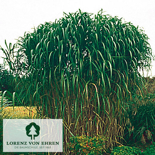 Miscanthus giganteus