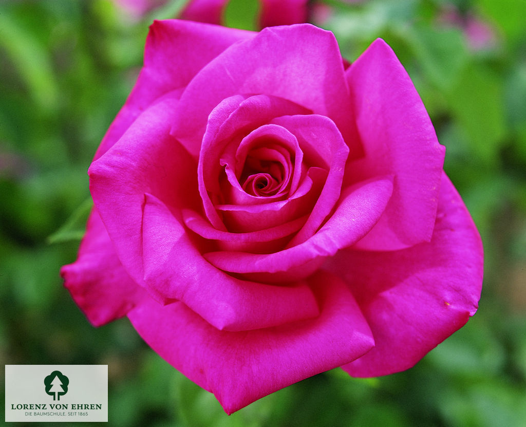 Rosa 'Mainauduft'