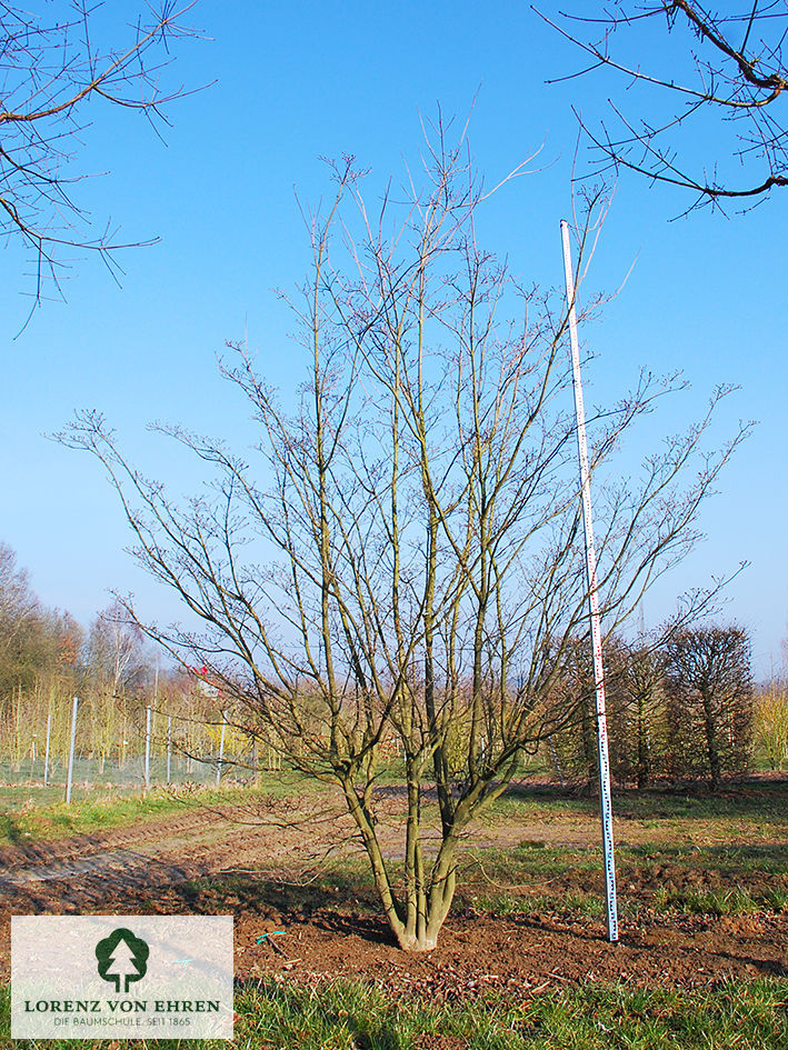 Cornus kousa