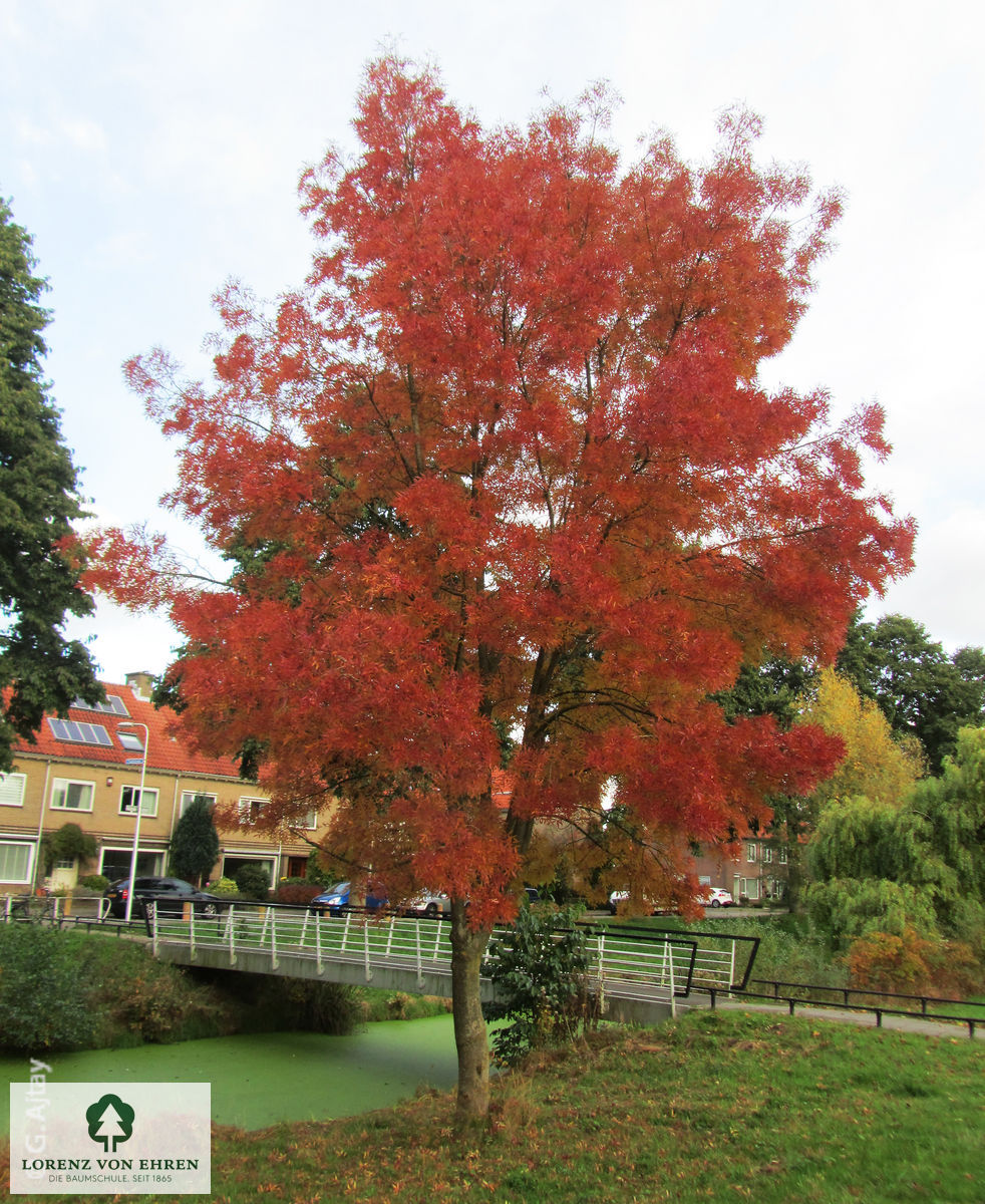 Fraxinus angustifolia 'Raywood'