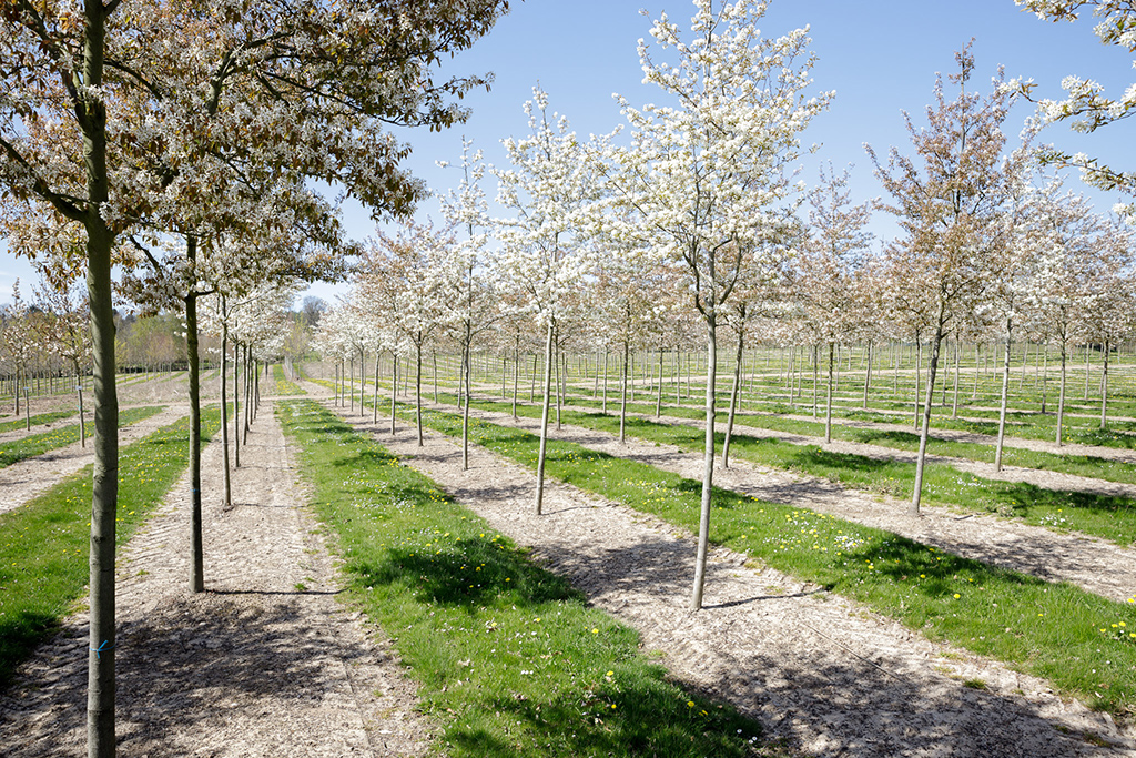 Kleine Amelanchier lamarckii_Blüte kleine Bäume von Felsenbirne