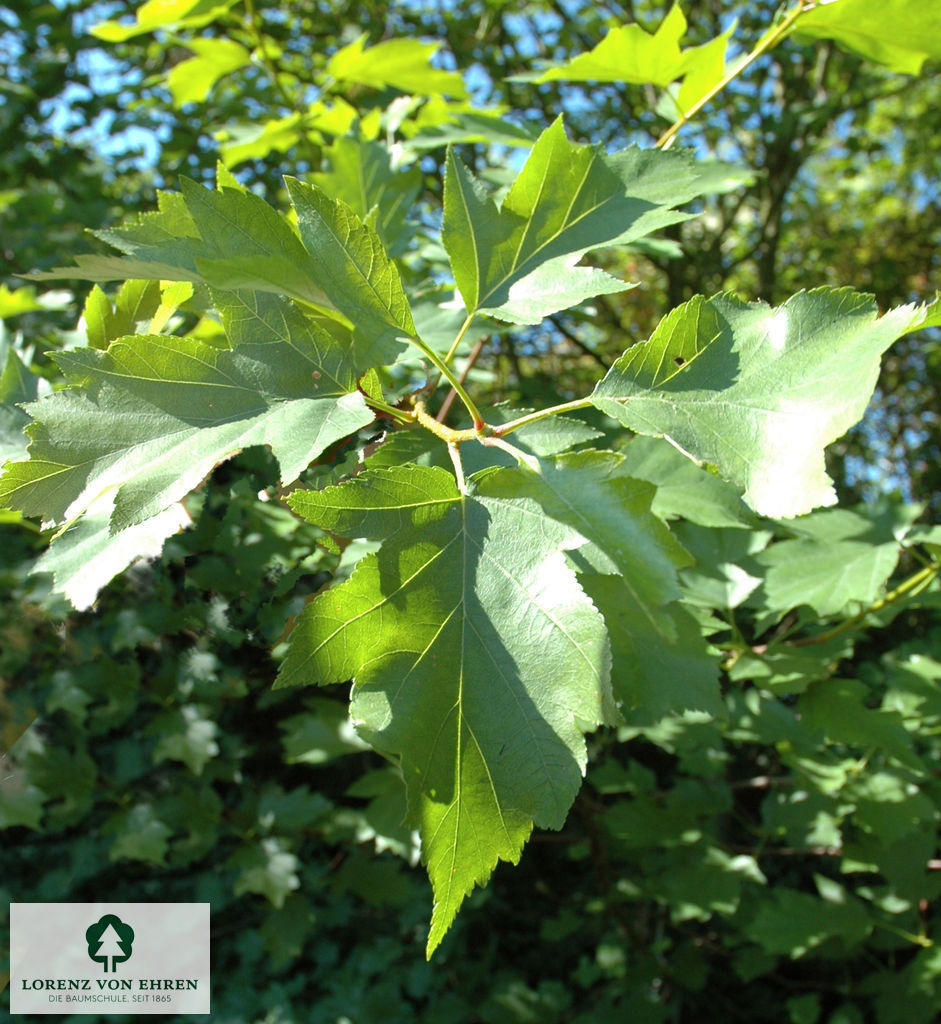 Sorbus torminalis