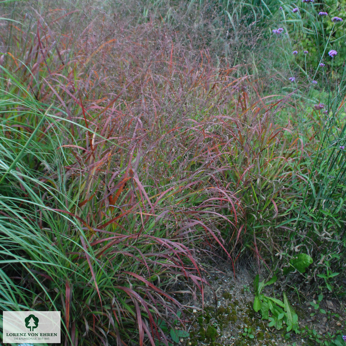 Panicum virgatum 'Shenandoah'