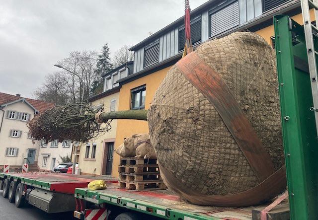 Riesiger Baum auf Tieflader