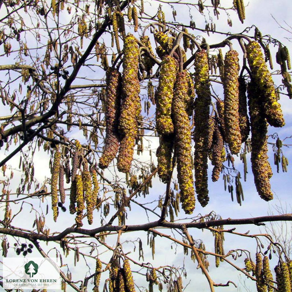 Alnus glutinosa