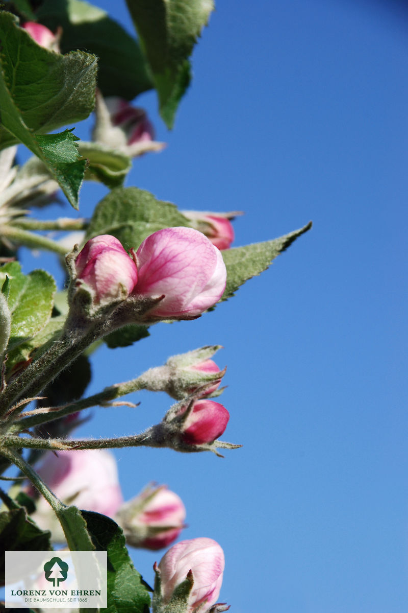 Malus domestica 'Jonagold'