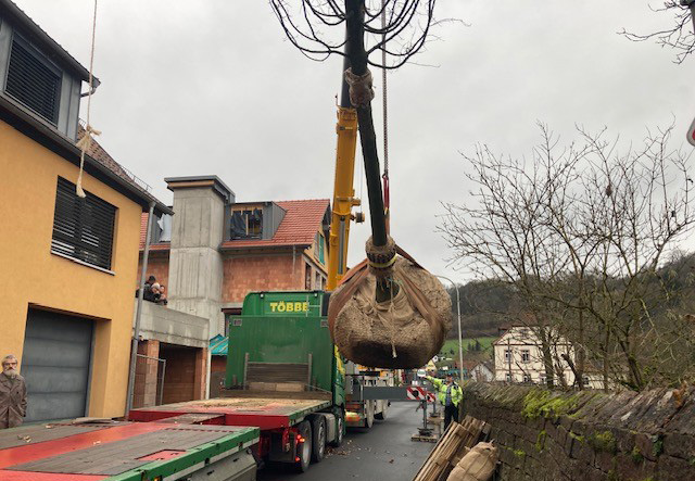 Großer Baum hängt am Kran