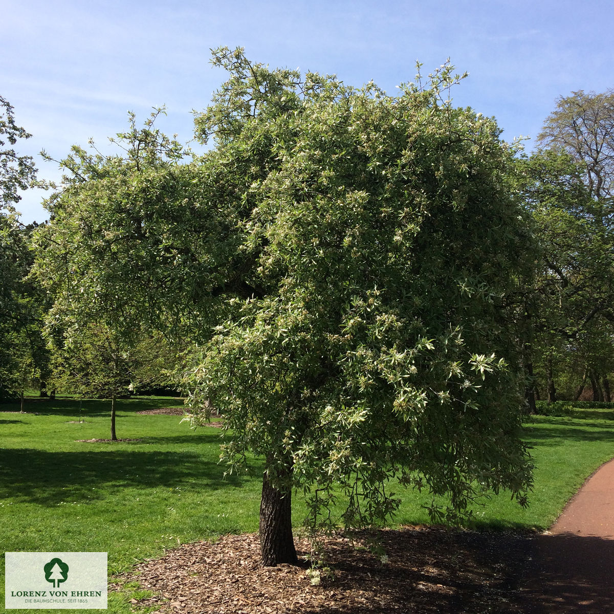 Pyrus salicifolia 'Pendula'