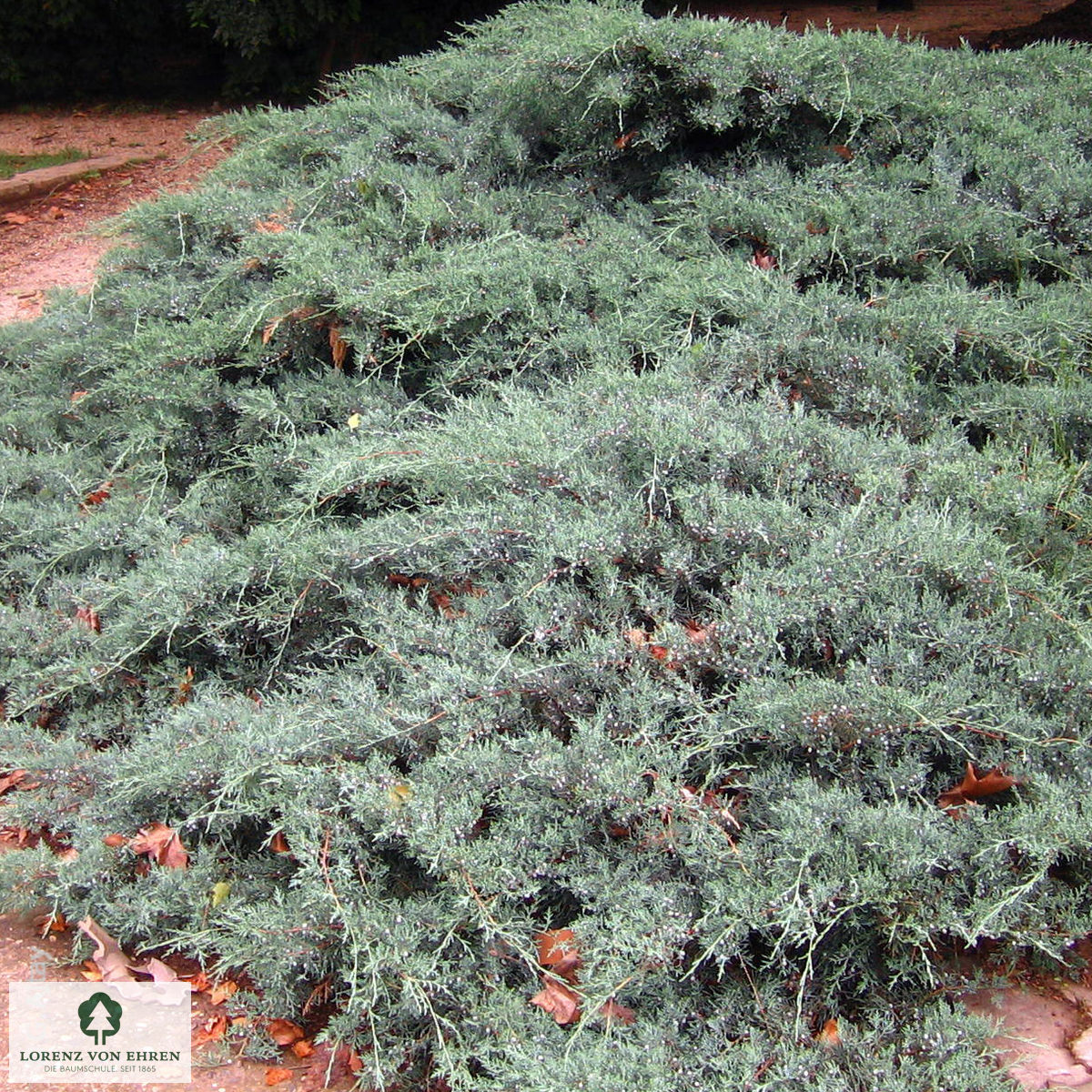 Juniperus virginiana 'Grey Owl'