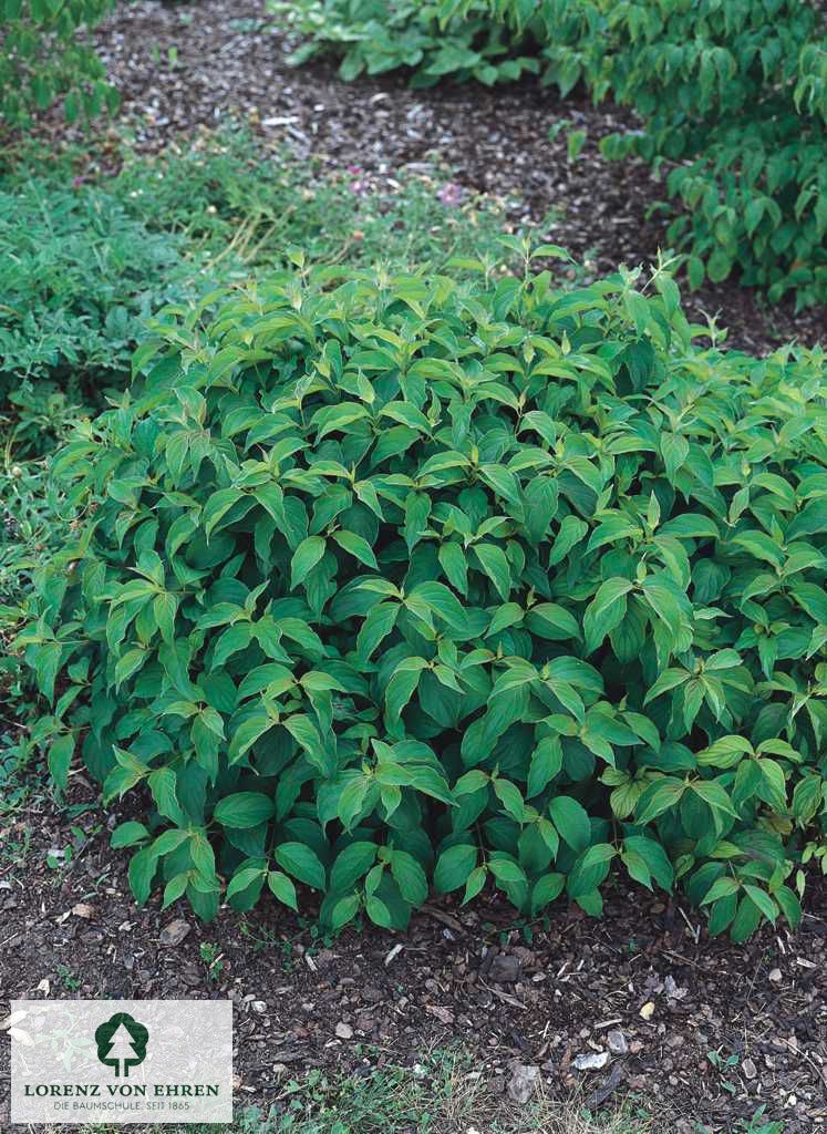 Cornus stolonifera 'Kelsey'