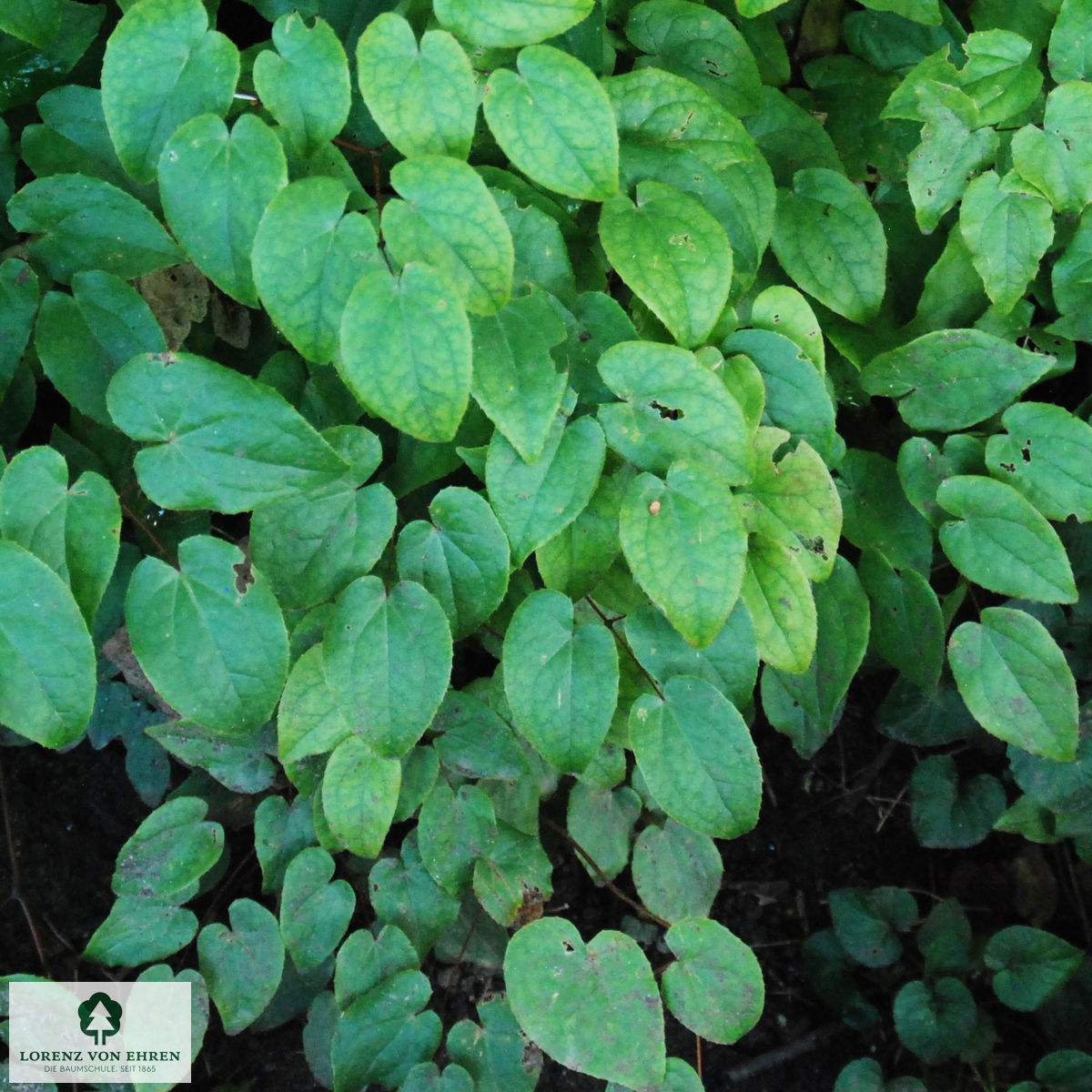 Epimedium grandiflorum