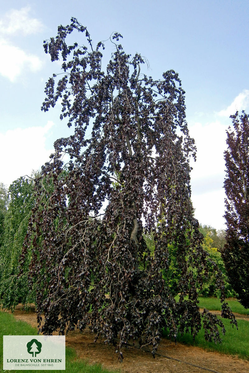 Fagus sylvatica 'Purpurea Pendula'