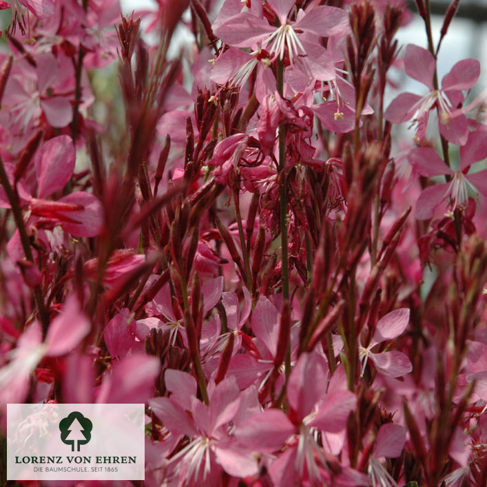 Gaura lindheimeri 'Siskiyou Pink'