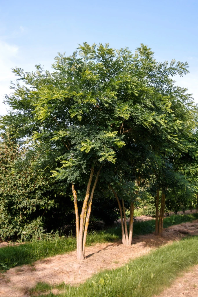 Sophora japonica Regent als Mehrstämmer
