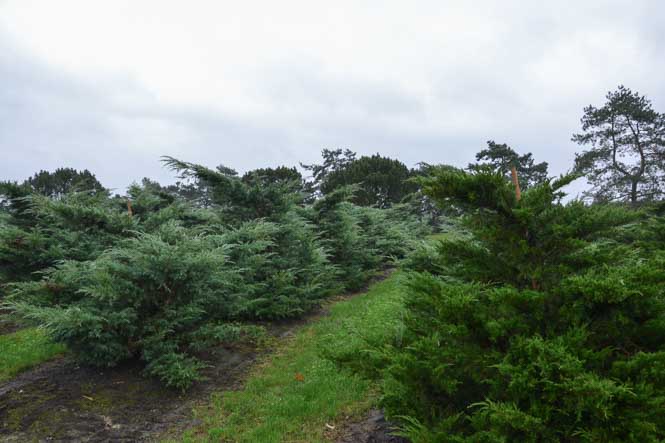 Juniperus im Quartier Wachholdersträuche in nebeneinander in einer Reihe