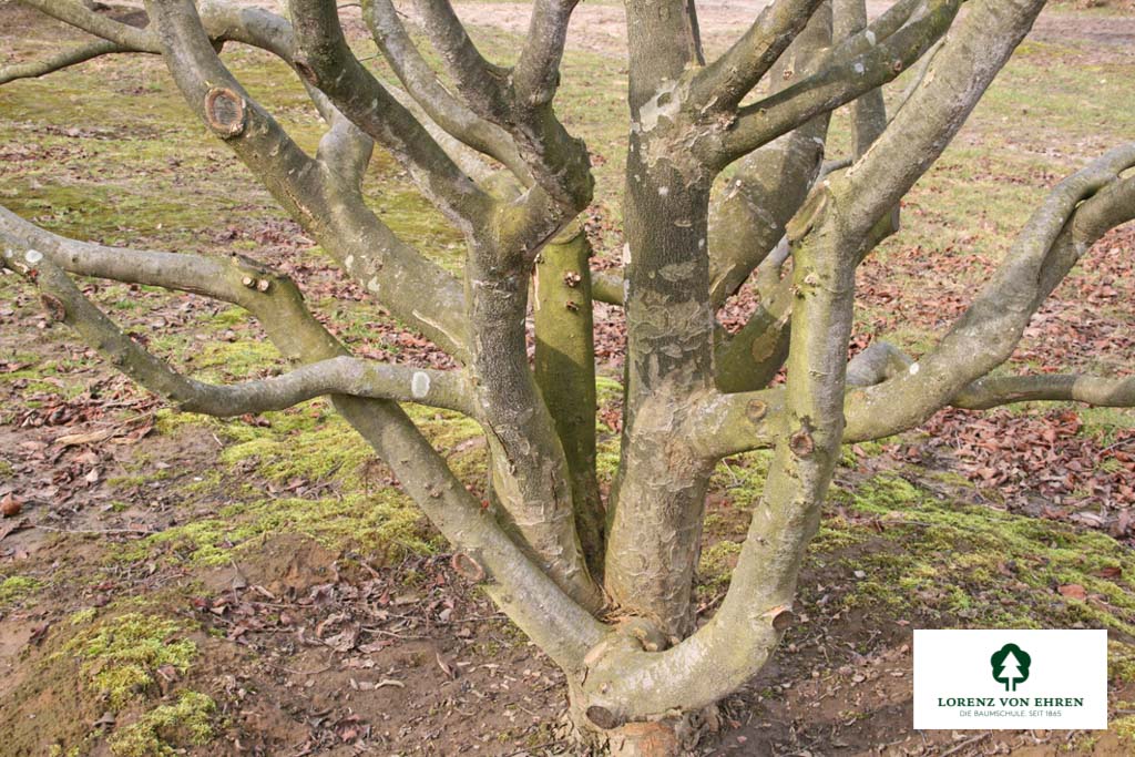 Parrotia persica