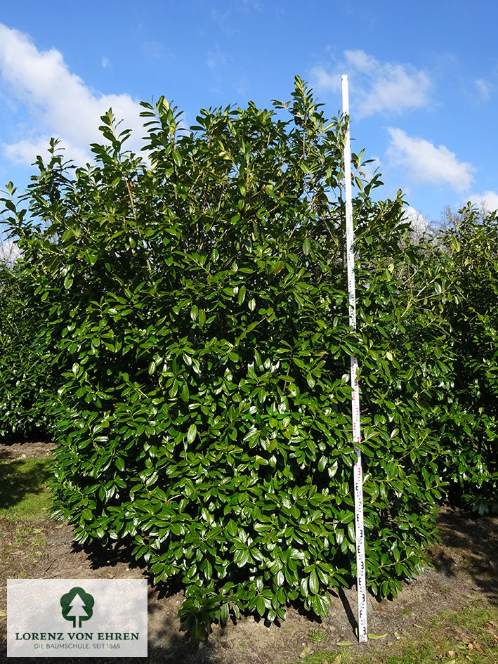 Prunus laurocerasus 'Novita'