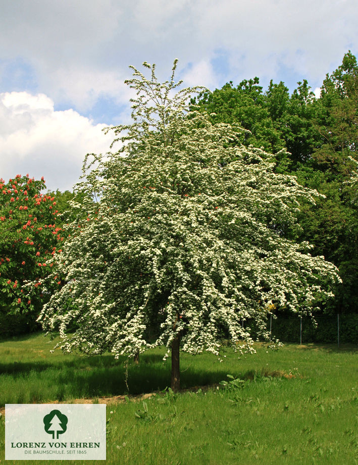 Crataegus monogyna