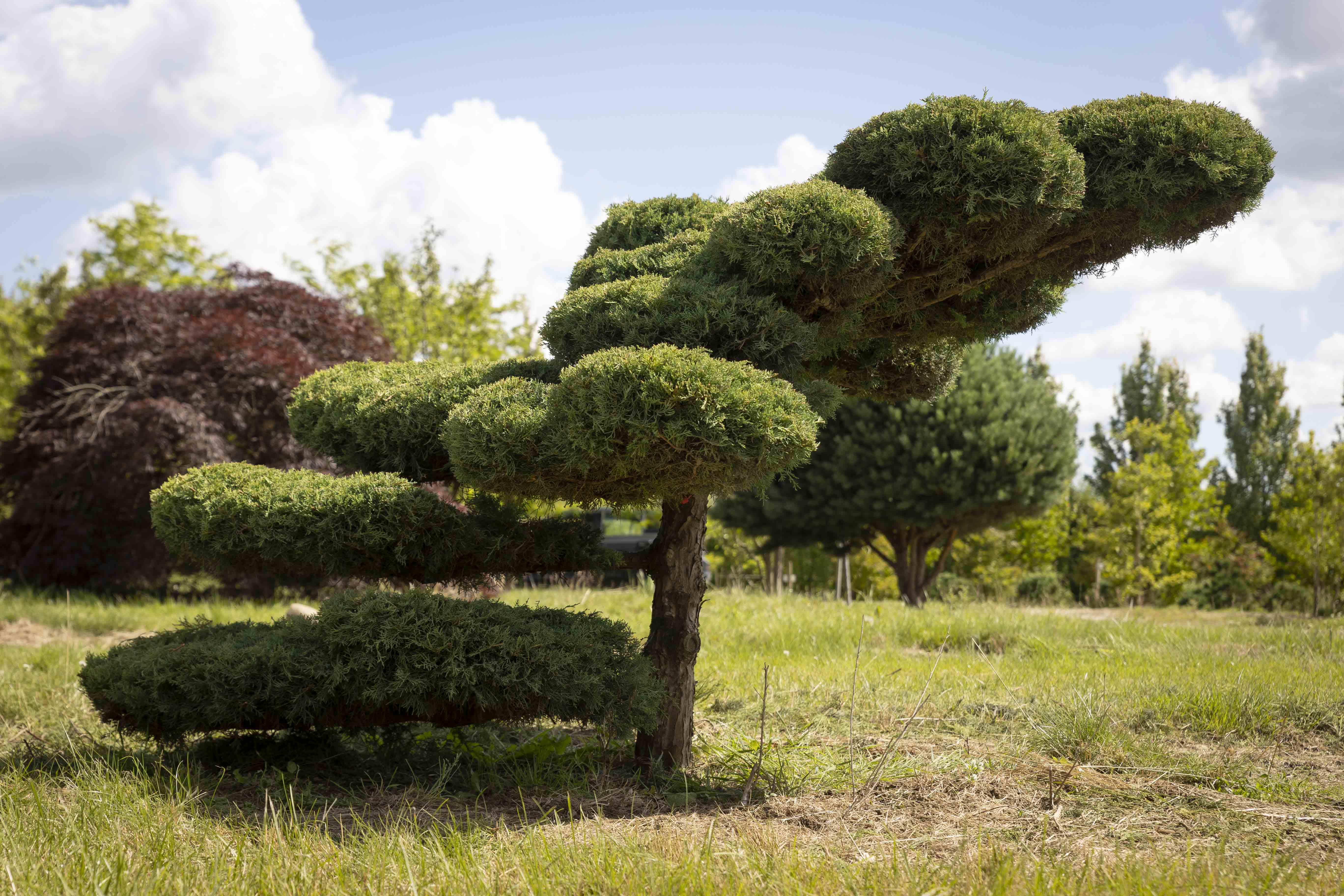 Juniperus media 'Pfitzeriana Glauca' Bonsai