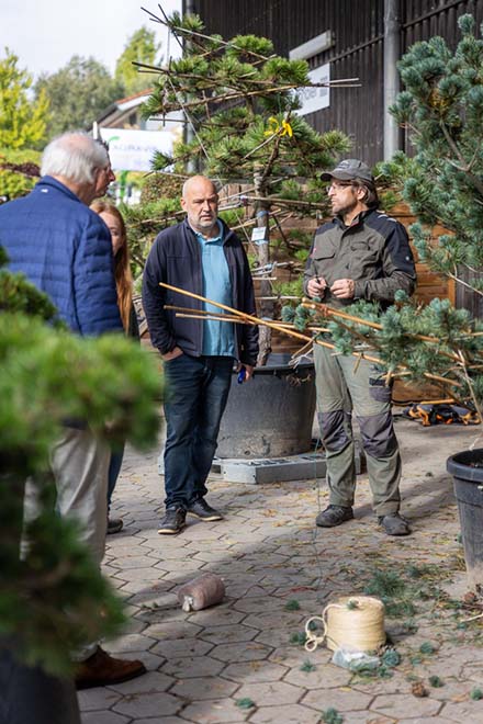 Drei Männer bei Bonsai