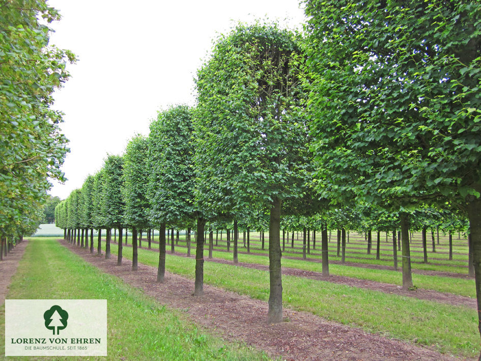 Tilia cordata 'Erecta'