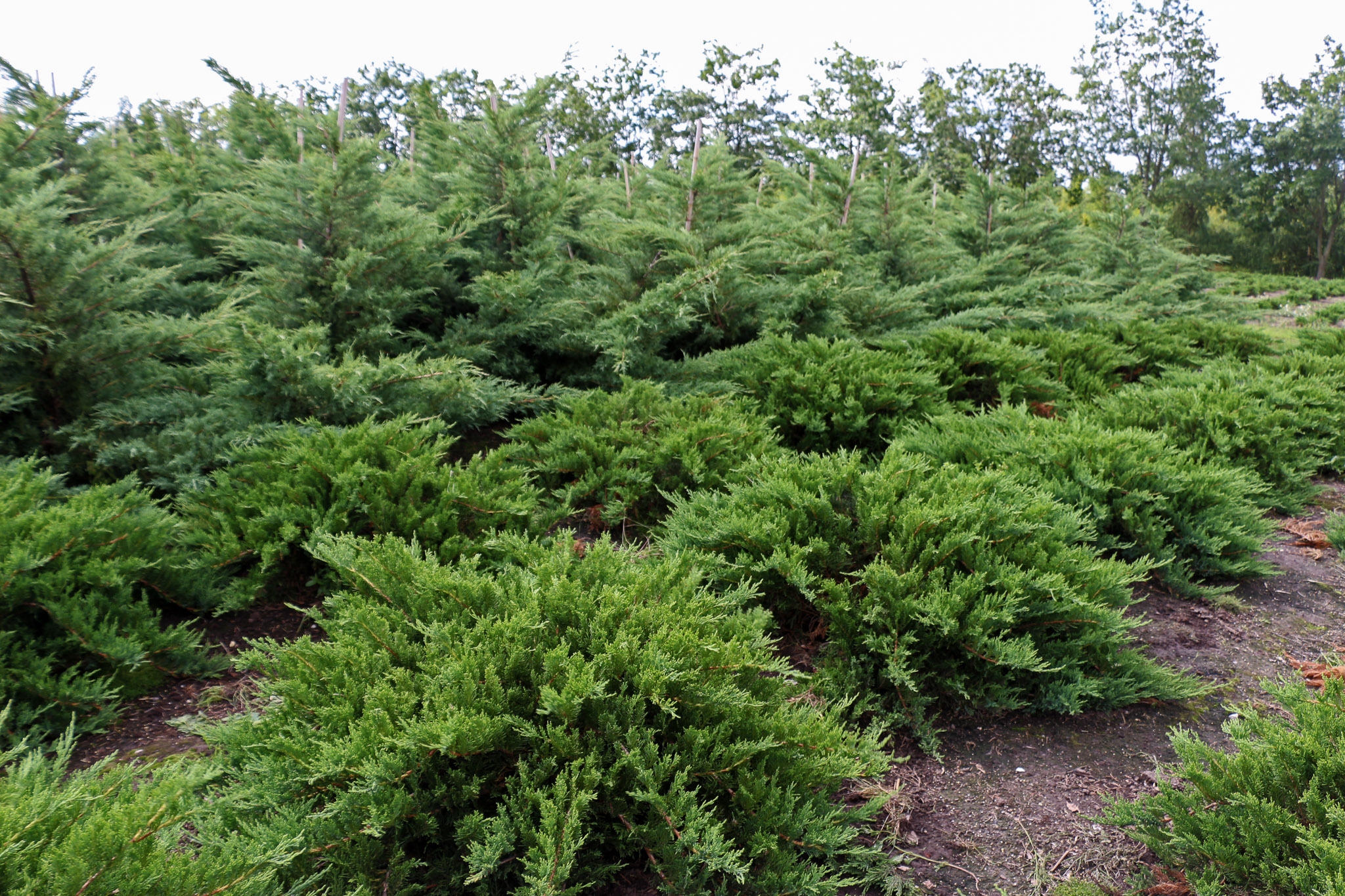 Juniperus_sabina in der Baumschule Dunkelgrüner Wachholder in Reihe