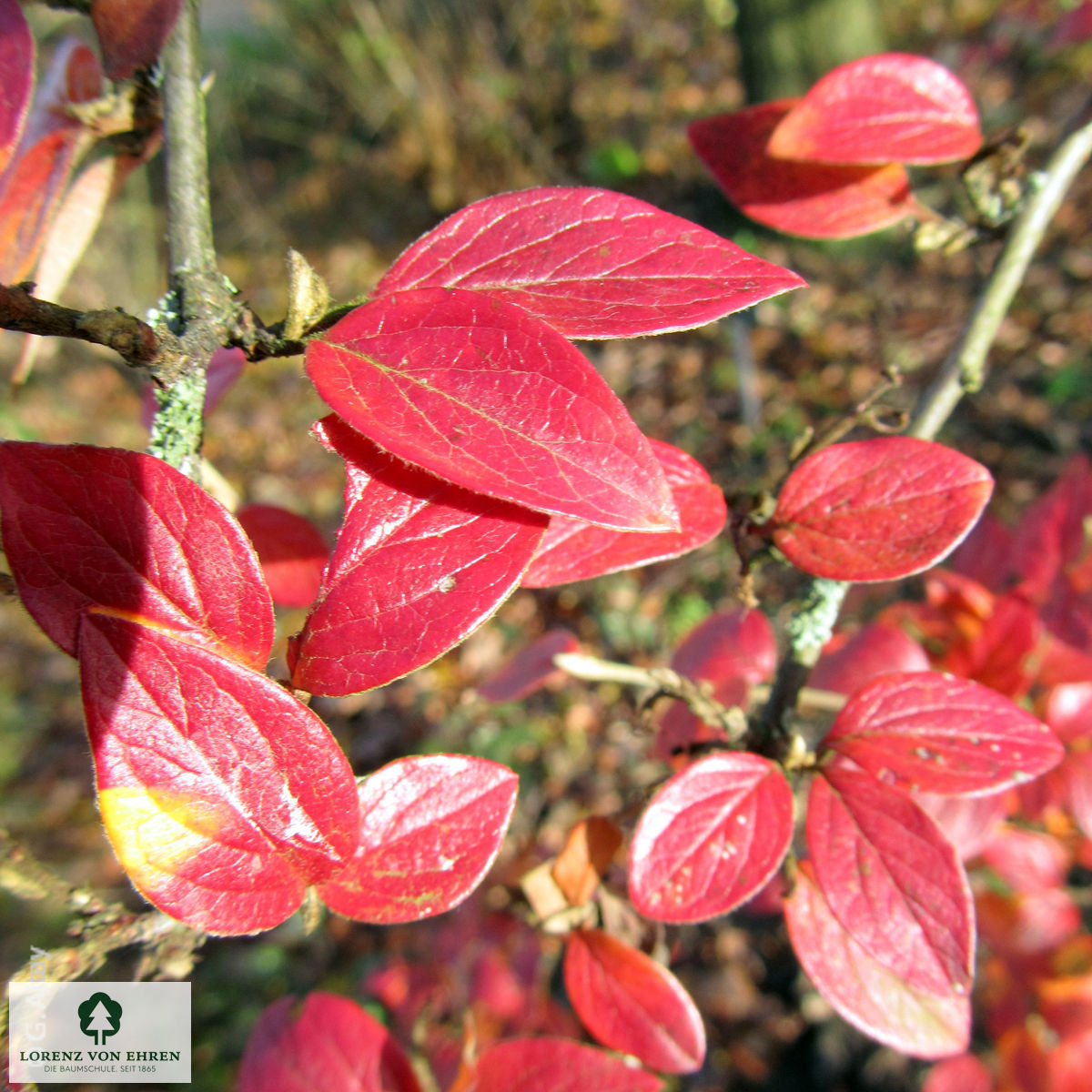 Cotoneaster dielsianus