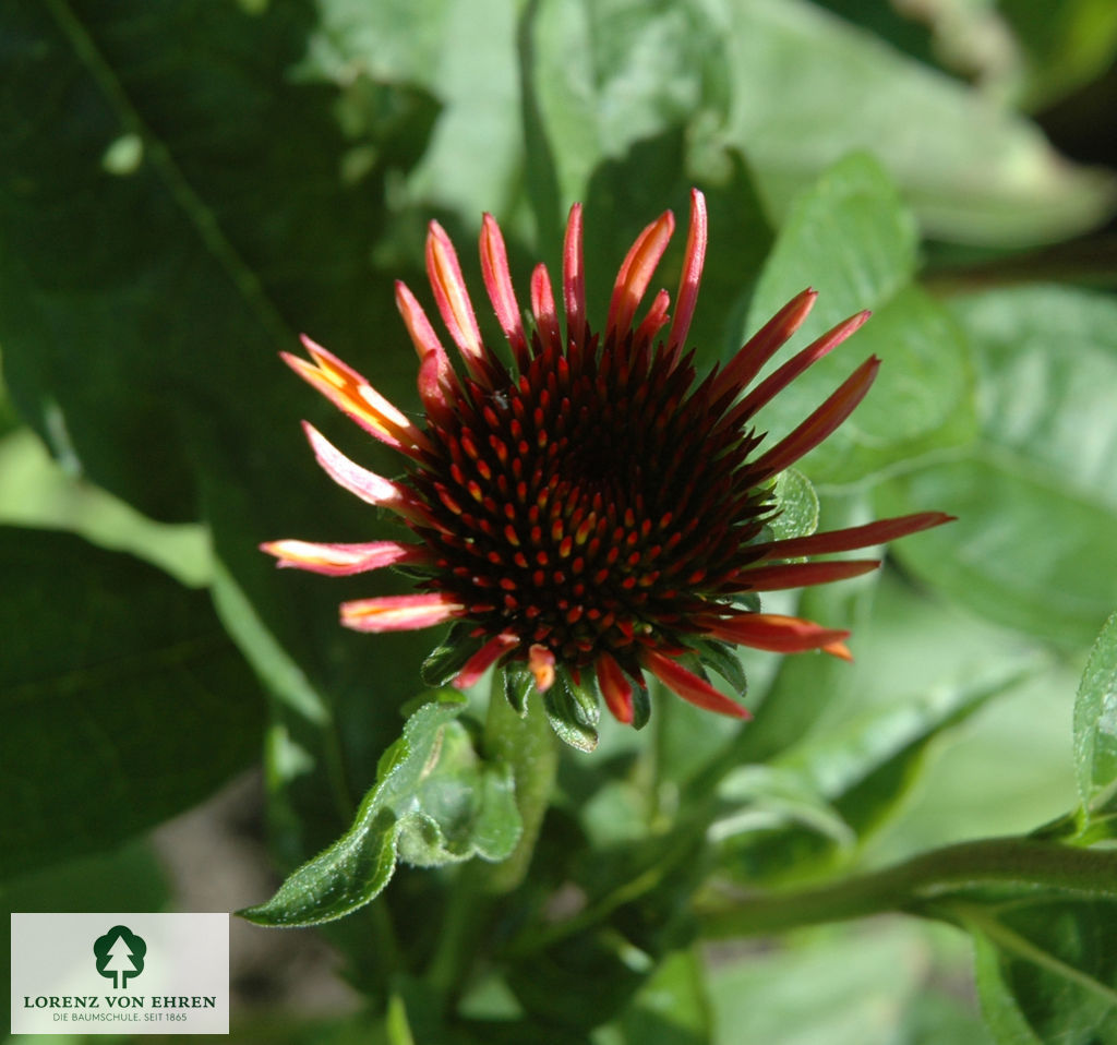 Echinacea purpurea 'Sundown'