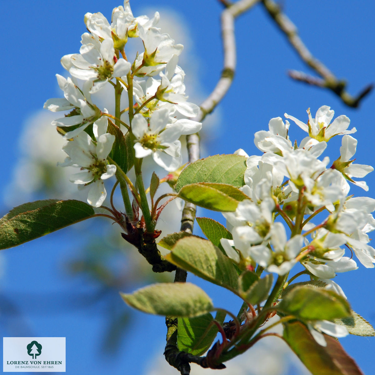 Amelanchier 'Ballerina'