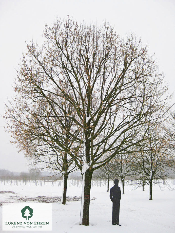 Tilia tomentosa