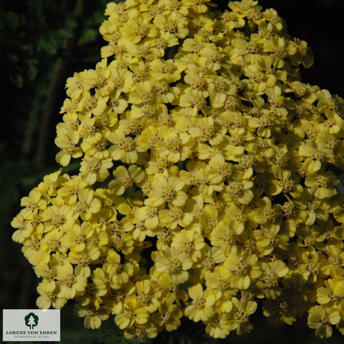 Achillea Filipendulina-Hybride 'Credo'