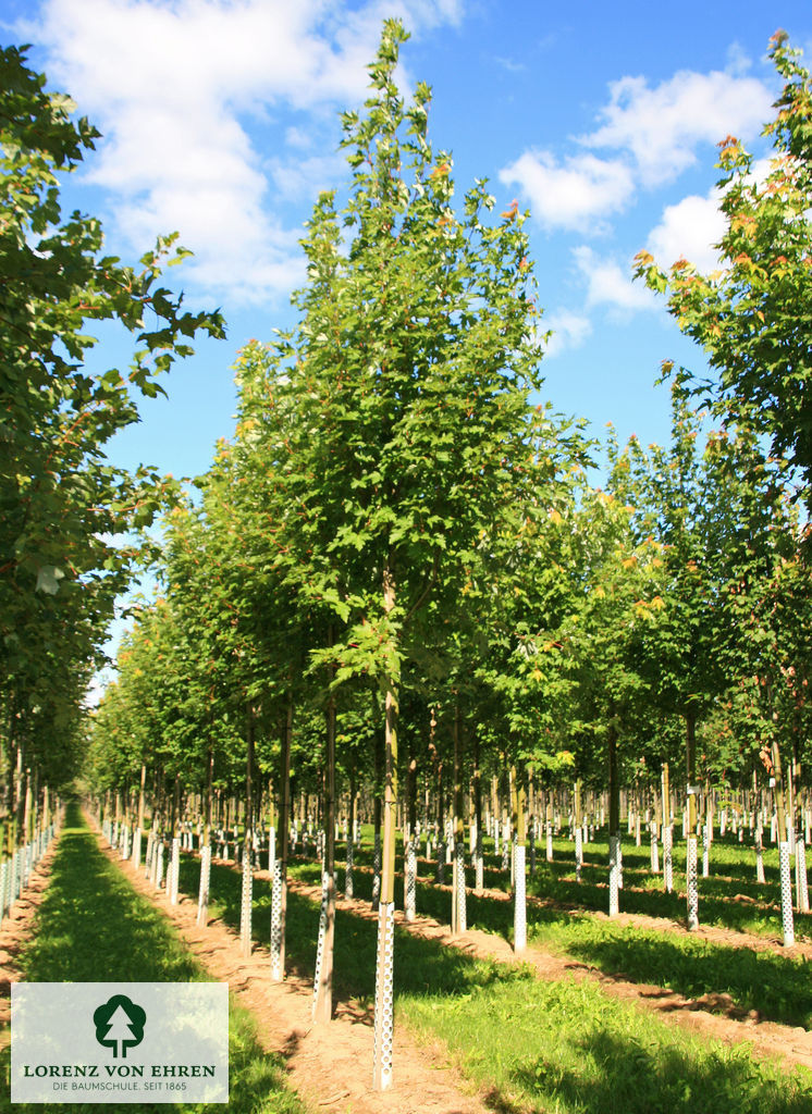 Acer saccharinum