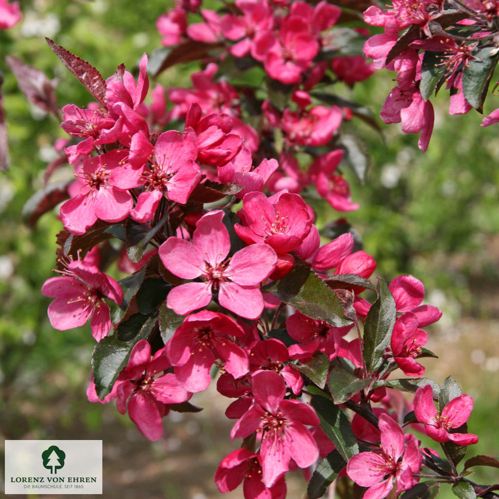 Malus 'Dark Rosaleen'