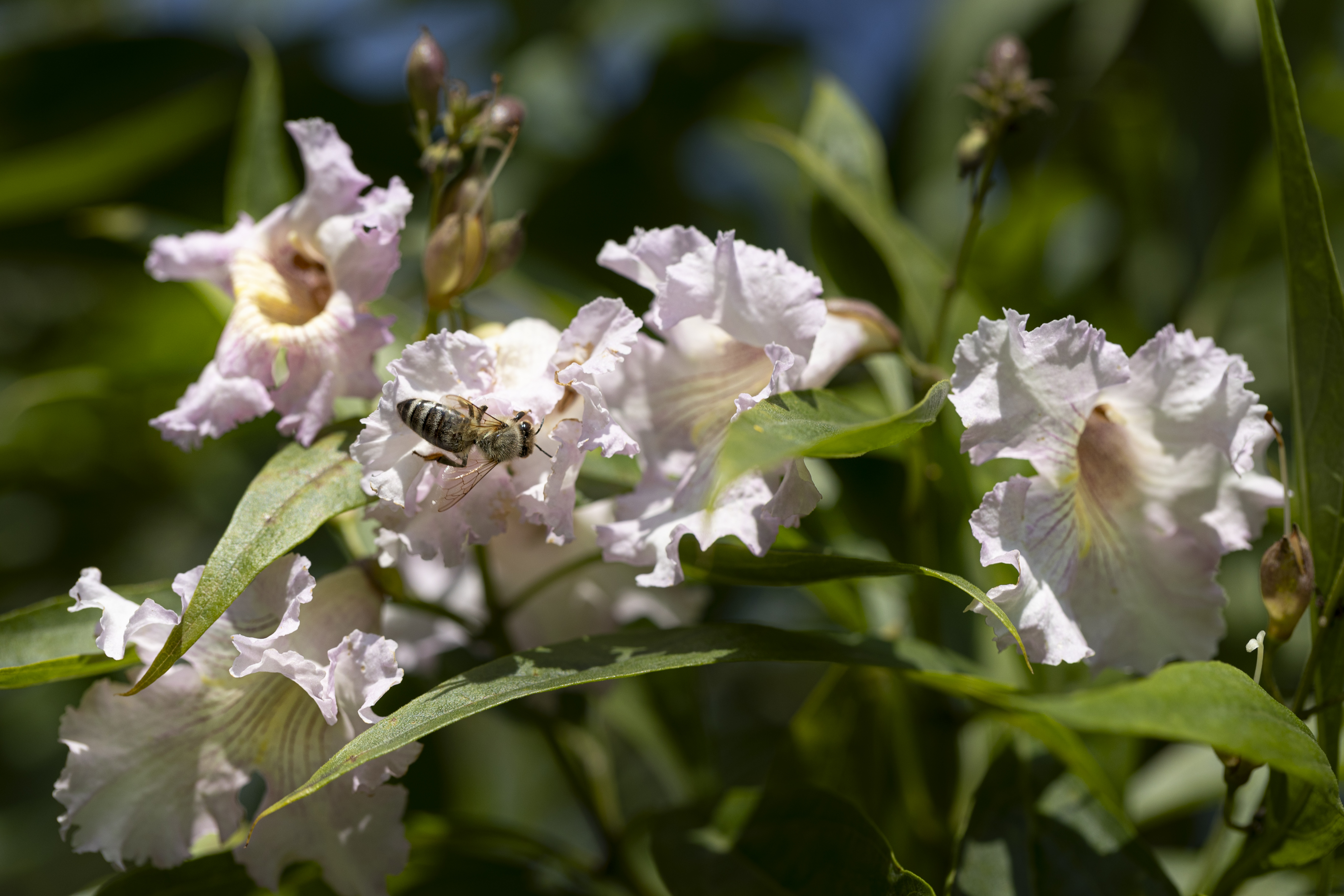 Chitalpa tashkentensis Unikat