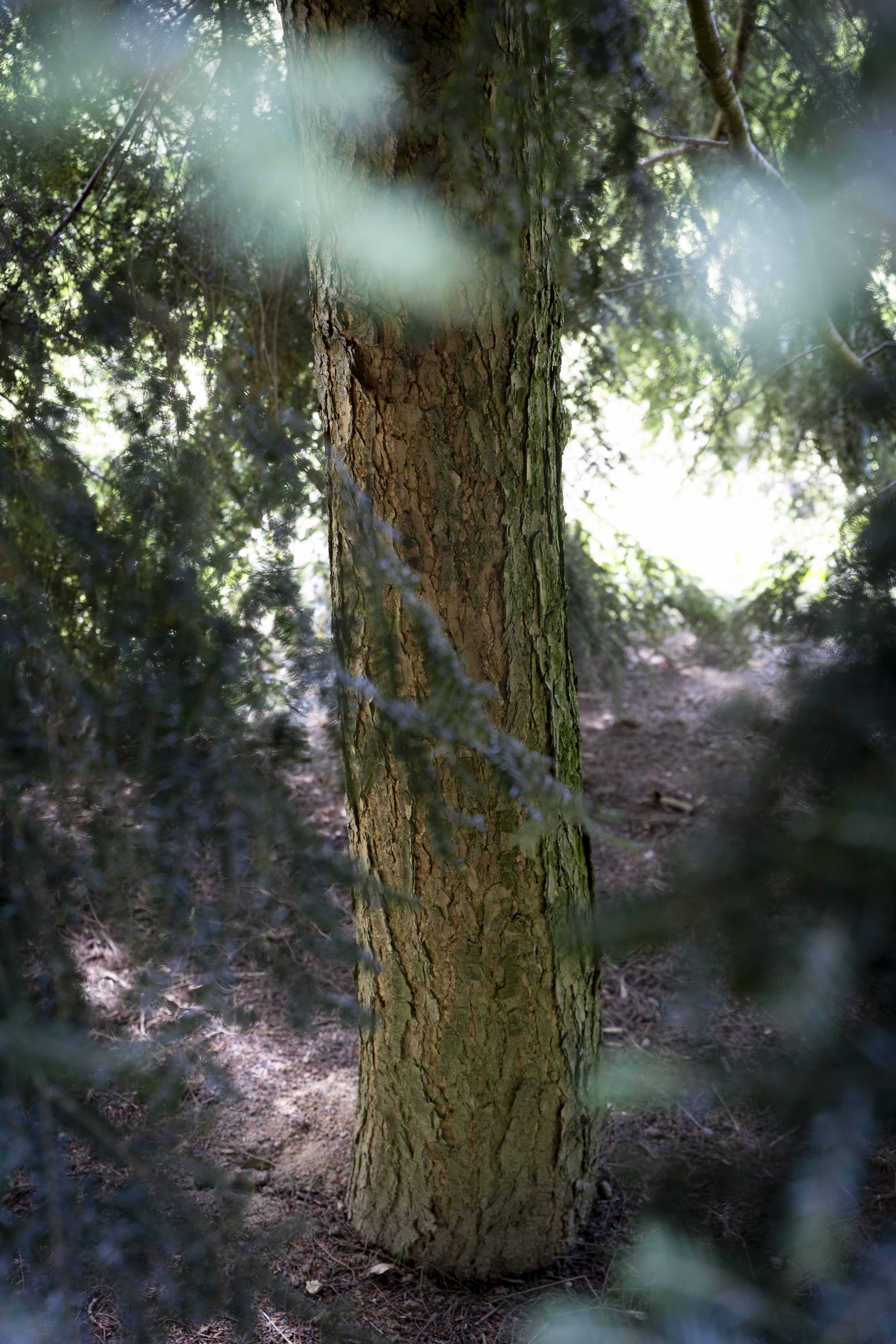 Tsuga canadensis Unikat