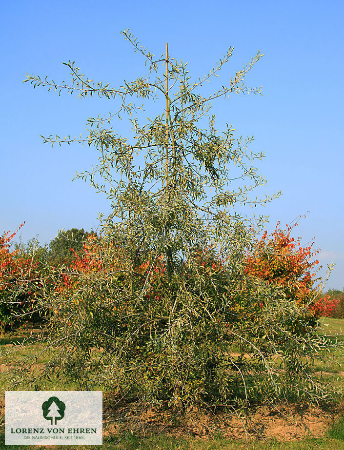 Pyrus salicifolia 'Pendula'