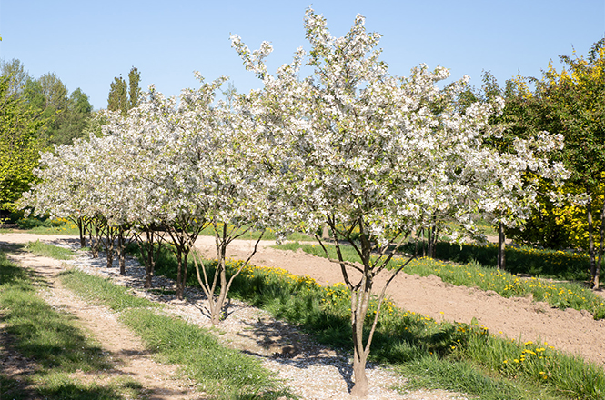 Malus evereste Frühling LvE Weiß blühende Zieräpfel