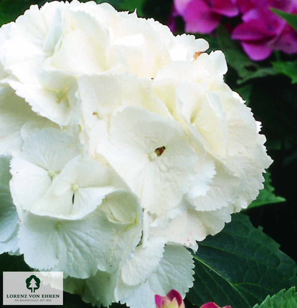 Hydrangea macrophylla 'Schneeball'