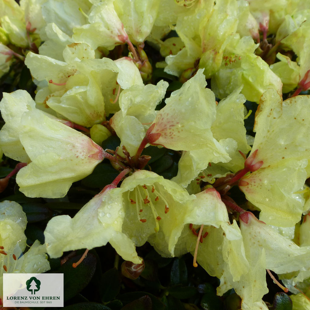 Rhododendron ludlowii 'Wren'