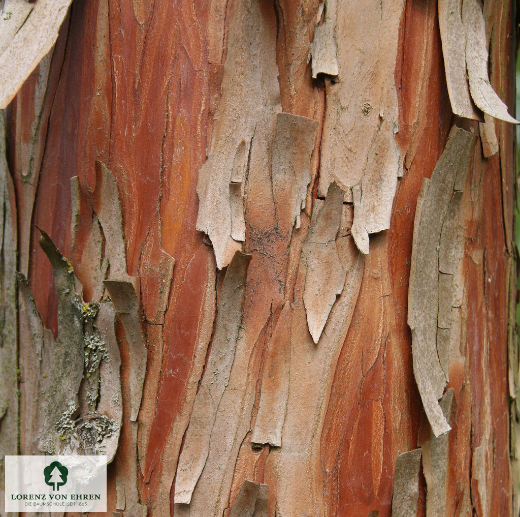 Taxodium distichum